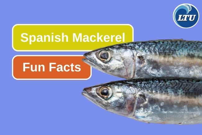 Learn About This 10 Spanish Mackerel Fun Facts 